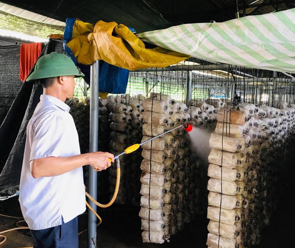 Bỏ dạy nghề về trồng nấm linh chi, mỗi năm thu hơn 1 tỷ đồng - 2 Bỏ dạy nghề về trồng nấm linh chi, mỗi năm thu hơn 1 tỷ đồng - 2