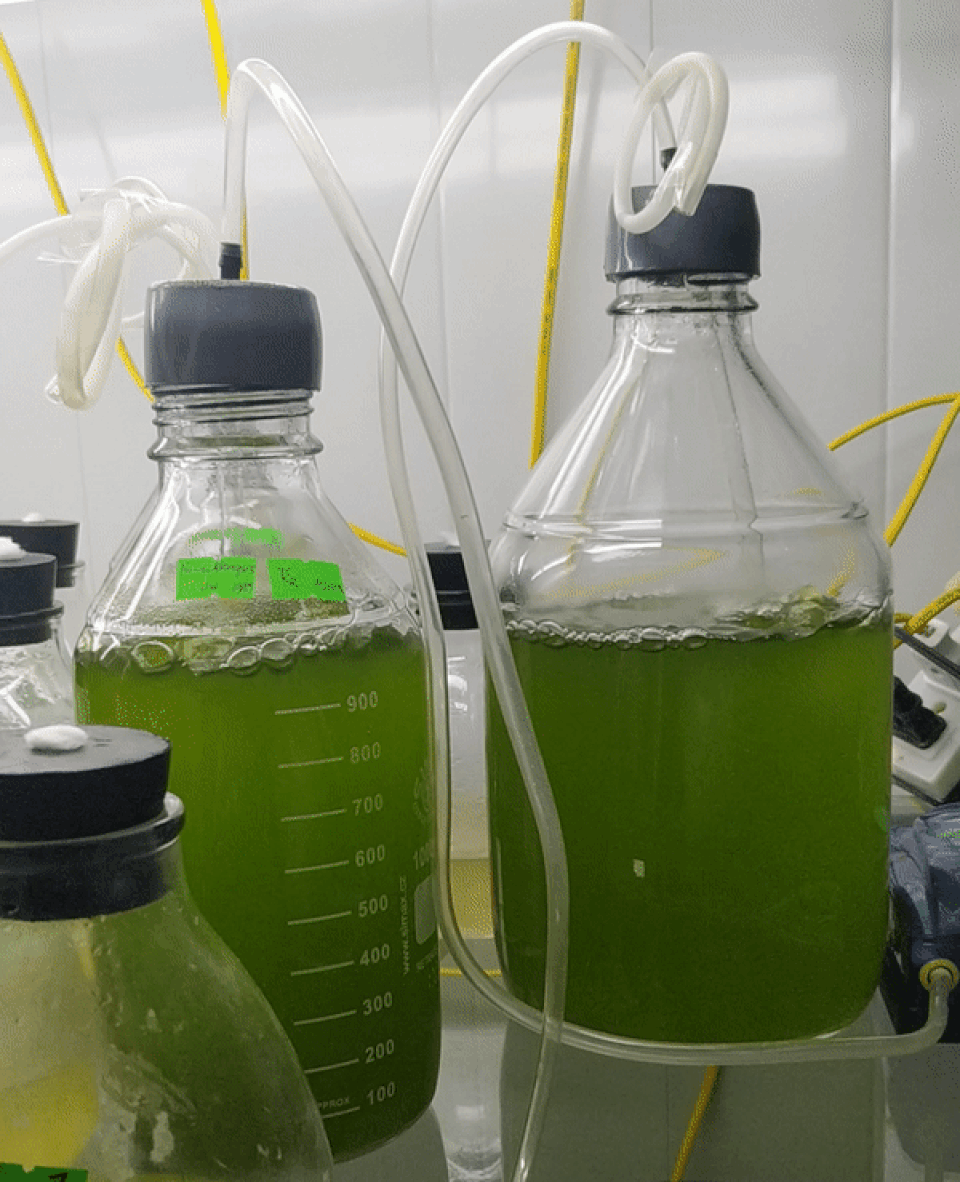 Vi tảo “Made in Vietnam”: Mục sở thị công nghệ nuôi tảo Spirulina của các nhà khoa học Việt - 7 Vi tảo “Made in Vietnam”: Mục sở thị công nghệ nuôi tảo Spirulina của các nhà khoa học Việt - 7