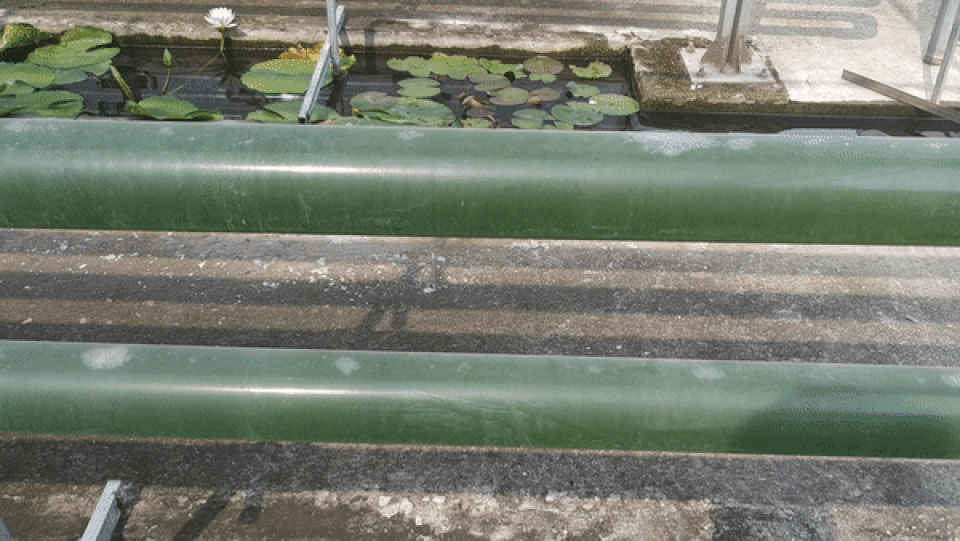 Vi tảo “Made in Vietnam”: Mục sở thị công nghệ nuôi tảo Spirulina của các nhà khoa học Việt - 9 Vi tảo “Made in Vietnam”: Mục sở thị công nghệ nuôi tảo Spirulina của các nhà khoa học Việt - 9