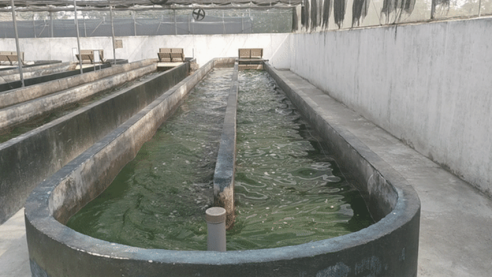 Vi tảo “Made in Vietnam”: Mục sở thị công nghệ nuôi tảo Spirulina của các nhà khoa học Việt - 10 Vi tảo “Made in Vietnam”: Mục sở thị công nghệ nuôi tảo Spirulina của các nhà khoa học Việt - 10