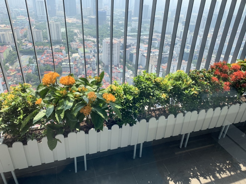 Trồng cây cảnh ở ban công chung cư, làm sao để vừa đẹp vừa nhàn? - 2 Trồng cây cảnh ở ban công chung cư, làm sao để vừa đẹp vừa nhàn? - 2