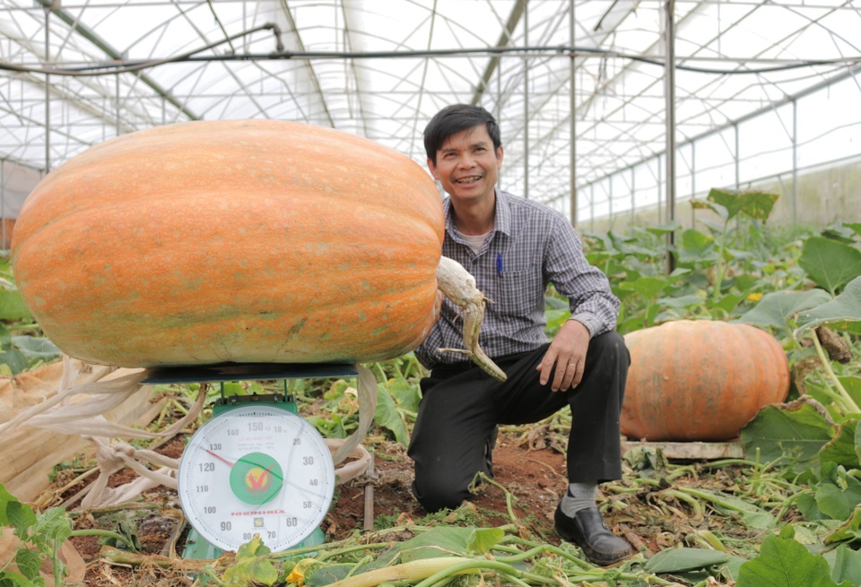 Kỳ lạ, quả bí ngô hơn 1 tạ, quả sầu riêng hơn 1 tỷ đồng - 1 Kỳ lạ, quả bí ngô hơn 1 tạ, quả sầu riêng hơn 1 tỷ đồng - 1