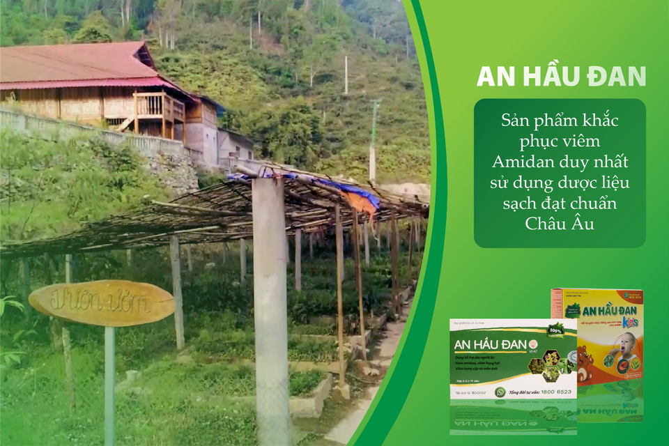 Thảo dược hỗ trợ điều trị viêm Amidan, viêm VA như thế nào? - 3 Thảo dược hỗ trợ điều trị viêm Amidan, viêm VA như thế nào? - 3