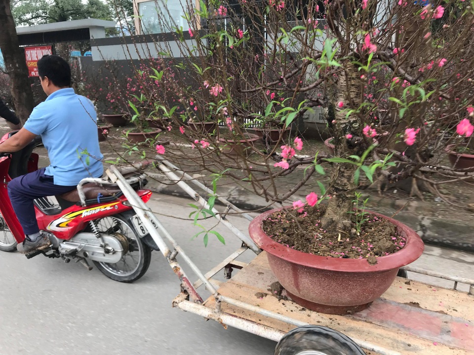Đào xuống phố sớm, chủ buôn hi vọng ăn đậm vụ Tết - Ảnh 11.