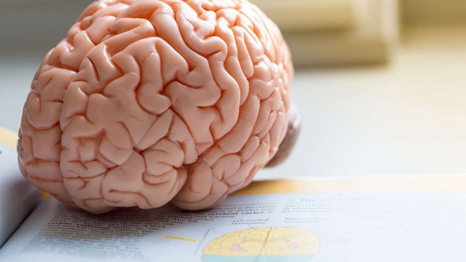 Những người có nhiều mỡ thừa ở bụng có bộ não nhỏ? - Ảnh 1.