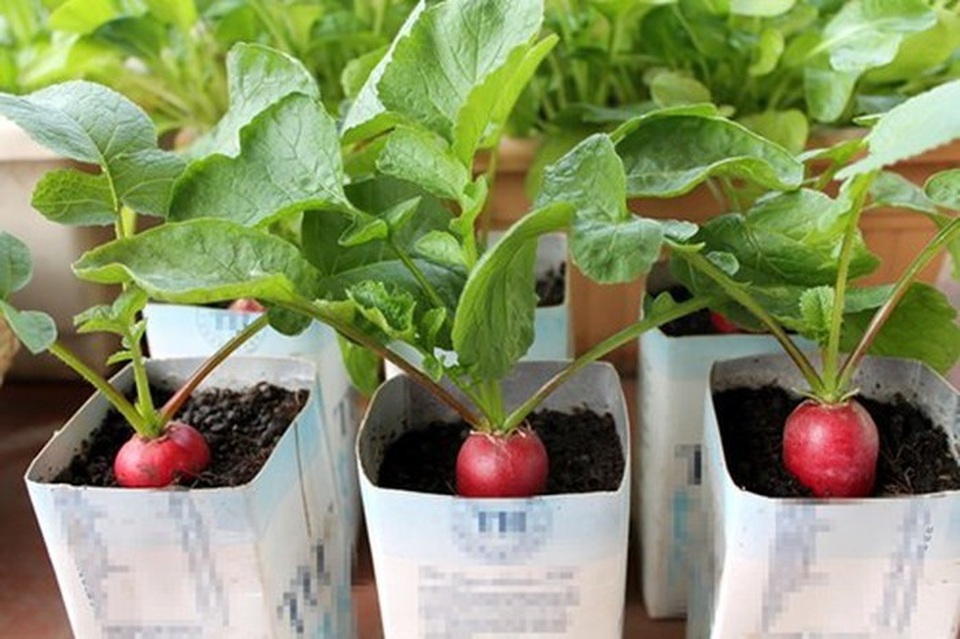 Những củ, quả tí hon giá cắt cổ được săn lùng - Ảnh 15.