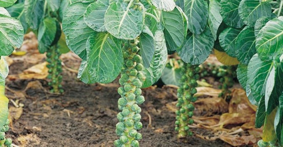 Những củ, quả tí hon giá cắt cổ được săn lùng - Ảnh 5.