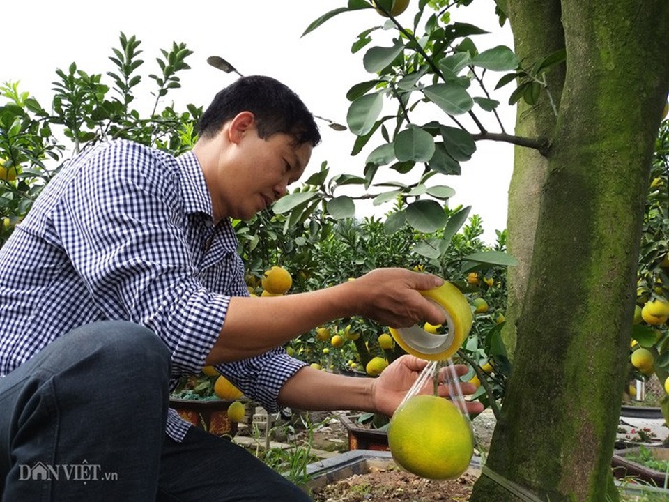 Làm cây Tết 2019 trong vườn cổ mộ, lão nông bất ngờ kiếm tiền tỷ - Ảnh 6. Làm cây Tết 2019 trong vườn cổ mộ, lão nông bất ngờ kiếm tiền tỷ - Ảnh 6.