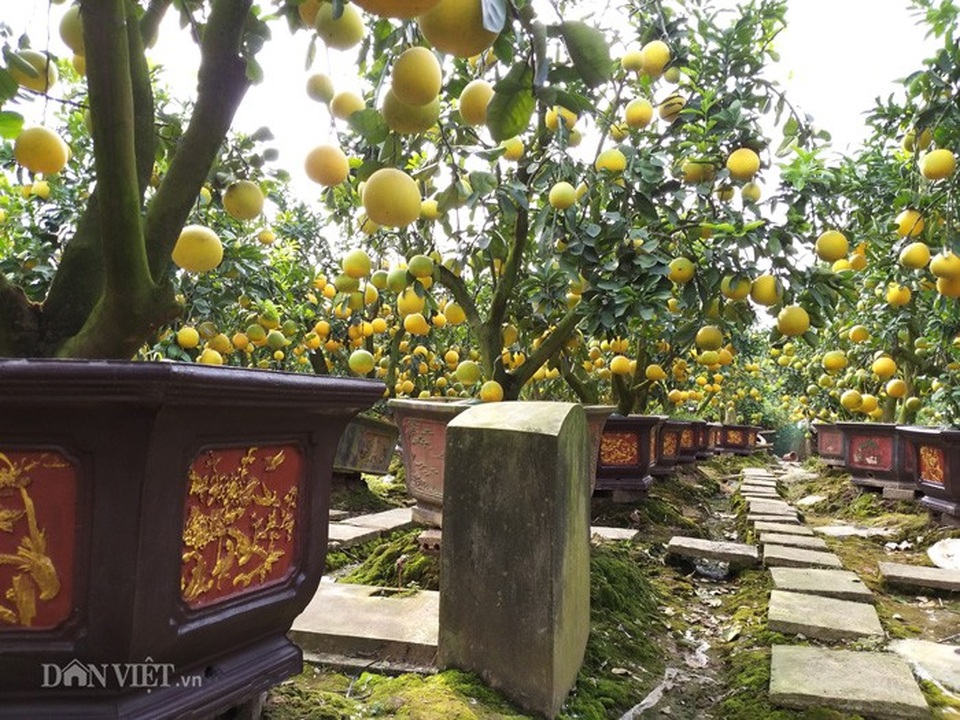 Làm cây Tết 2019 trong vườn cổ mộ, lão nông bất ngờ kiếm tiền tỷ - Ảnh 7. Làm cây Tết 2019 trong vườn cổ mộ, lão nông bất ngờ kiếm tiền tỷ - Ảnh 7.