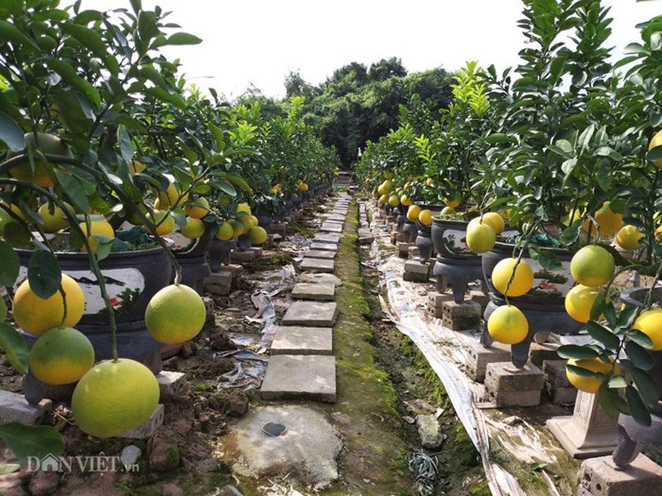 Làm cây Tết 2019 trong vườn cổ mộ, lão nông bất ngờ kiếm tiền tỷ - Ảnh 3. Làm cây Tết 2019 trong vườn cổ mộ, lão nông bất ngờ kiếm tiền tỷ - Ảnh 3.