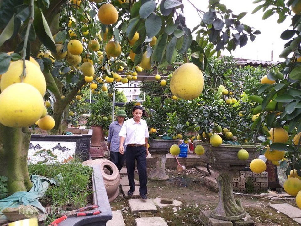 Làm cây Tết 2019 trong vườn cổ mộ, lão nông bất ngờ kiếm tiền tỷ - Ảnh 9. Làm cây Tết 2019 trong vườn cổ mộ, lão nông bất ngờ kiếm tiền tỷ - Ảnh 9.