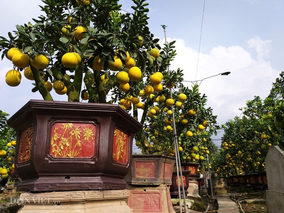 Làm cây Tết 2019 trong vườn cổ mộ, lão nông bất ngờ kiếm tiền tỷ - Ảnh 4. Làm cây Tết 2019 trong vườn cổ mộ, lão nông bất ngờ kiếm tiền tỷ - Ảnh 4.