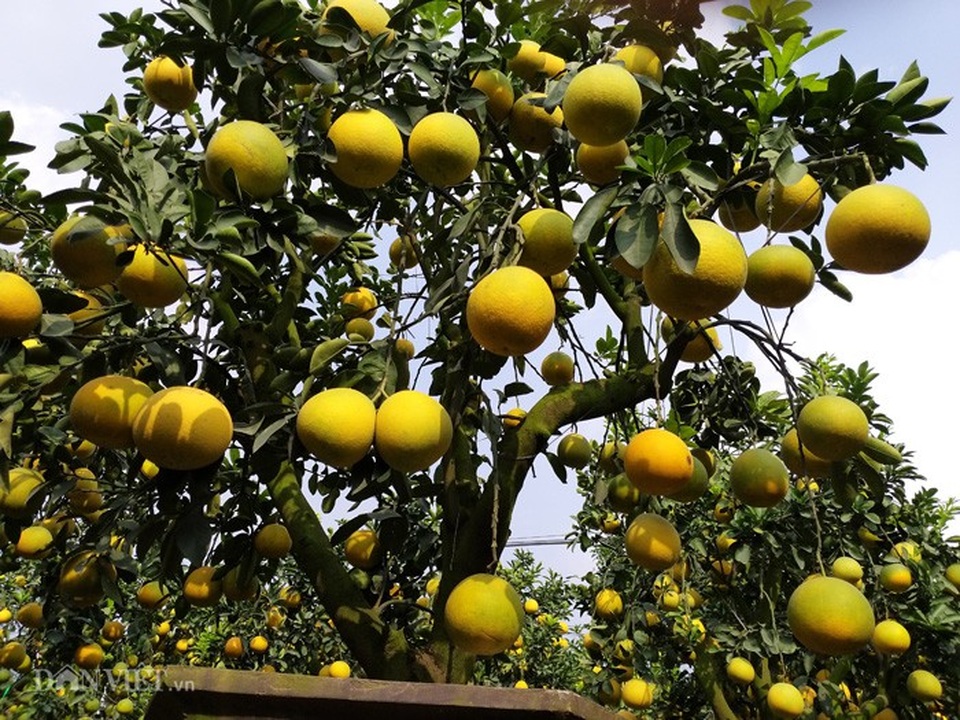 Làm cây Tết 2019 trong vườn cổ mộ, lão nông bất ngờ kiếm tiền tỷ - Ảnh 5. Làm cây Tết 2019 trong vườn cổ mộ, lão nông bất ngờ kiếm tiền tỷ - Ảnh 5.