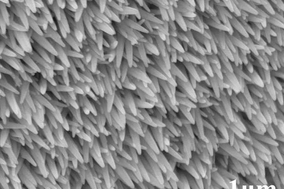 Các nhà khoa học chế tạo mắt nhân tạo như mắt côn trùng - Ảnh 1. Các nhà khoa học chế tạo mắt nhân tạo như mắt côn trùng - Ảnh 1.