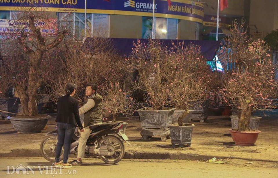 Trùm chăn thâu đêm trông đào, quất lộ thiên ở Hà Nội - Ảnh 1. Trùm chăn thâu đêm trông đào, quất lộ thiên ở Hà Nội - Ảnh 1.