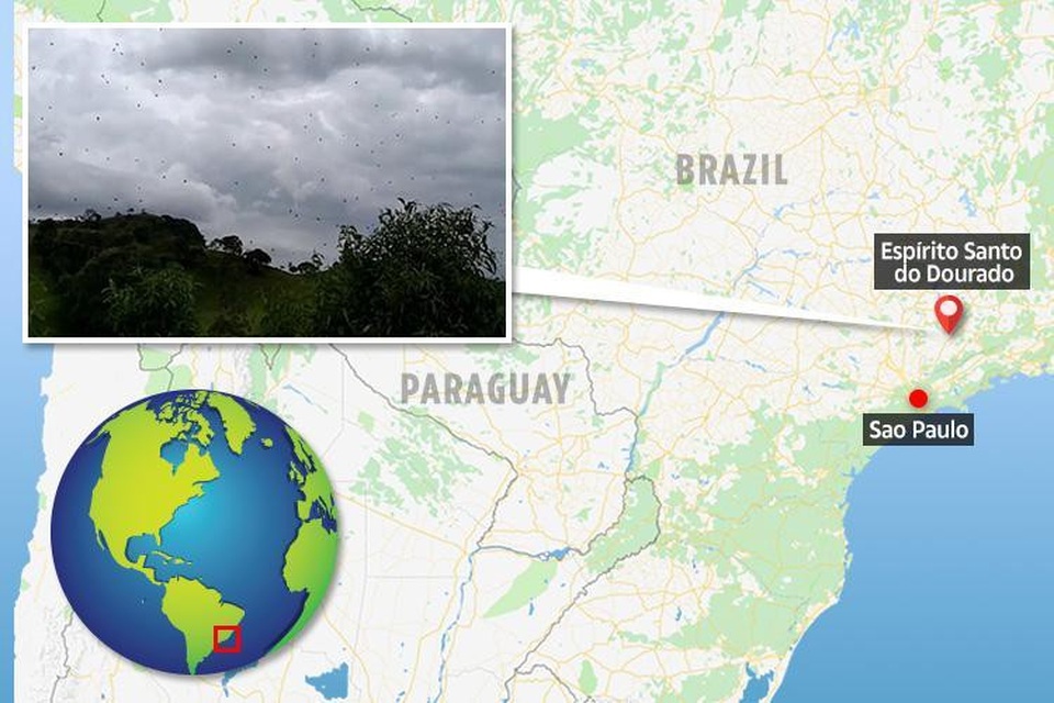 Rùng mình với mưa nhện ở Brazil - Ảnh 2.