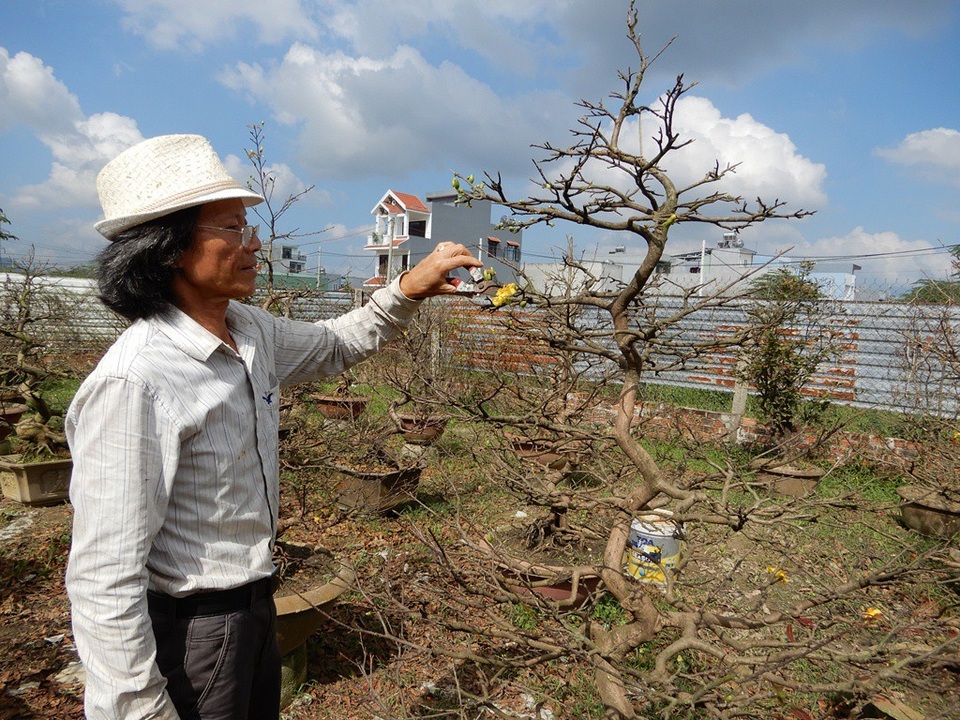 Nhiều nhà vườn lo mai “xì” trước Tết vì nắng nóng - Ảnh 8. Nhiều nhà vườn lo mai “xì” trước Tết vì nắng nóng - Ảnh 8.