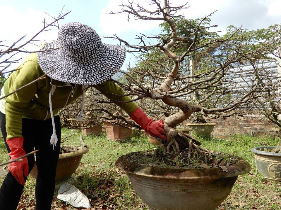 Nhiều nhà vườn lo mai “xì” trước Tết vì nắng nóng - Ảnh 9. Nhiều nhà vườn lo mai “xì” trước Tết vì nắng nóng - Ảnh 9.
