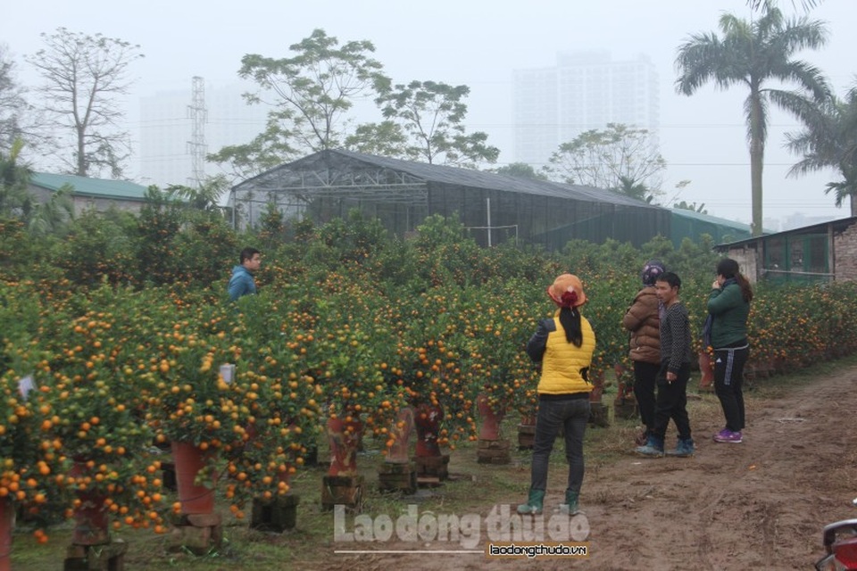 Thu nhập hàng triệu đồng/ngày, người dân hốt bạc dịp cận Tết - Ảnh 1. Thu nhập hàng triệu đồng/ngày, người dân hốt bạc dịp cận Tết - Ảnh 1.