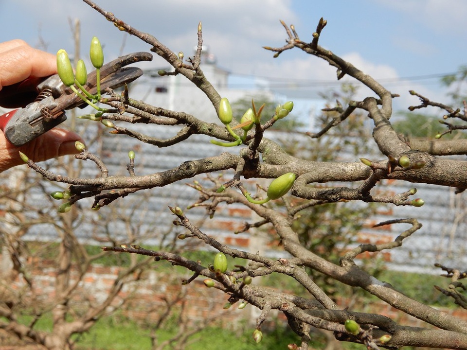 Nhiều nhà vườn lo mai “xì” trước Tết vì nắng nóng - Ảnh 10. Nhiều nhà vườn lo mai “xì” trước Tết vì nắng nóng - Ảnh 10.
