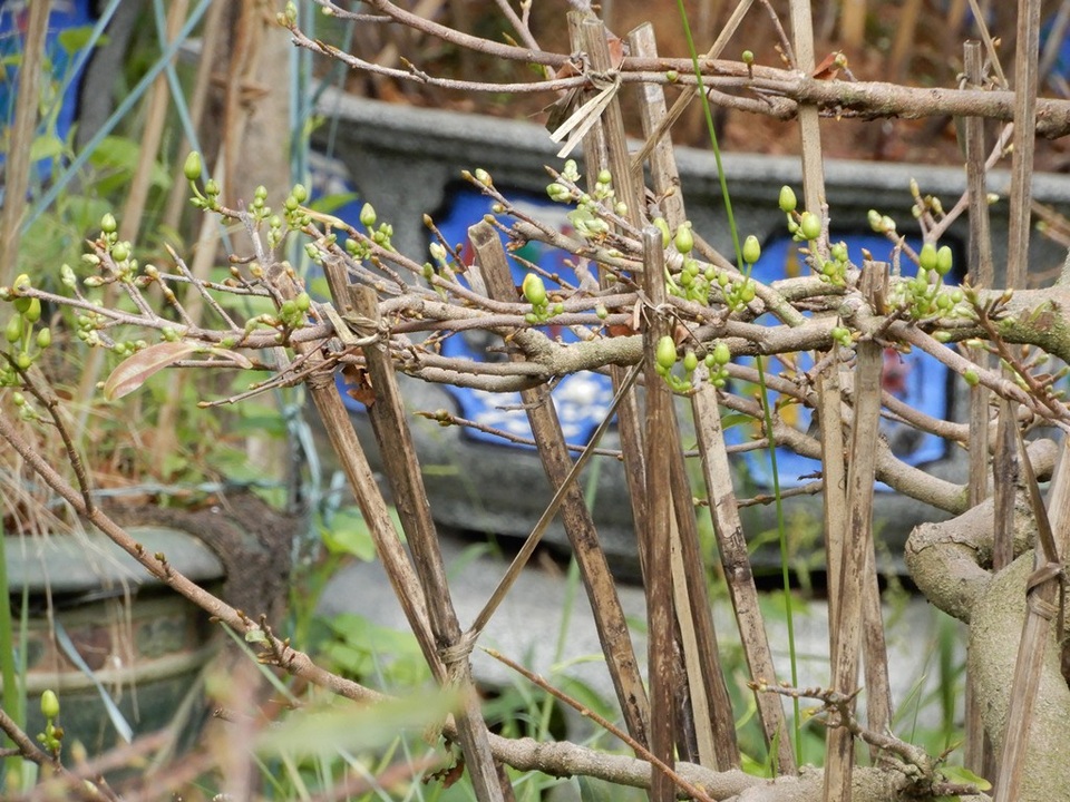 Nhiều nhà vườn lo mai “xì” trước Tết vì nắng nóng - Ảnh 11. Nhiều nhà vườn lo mai “xì” trước Tết vì nắng nóng - Ảnh 11.