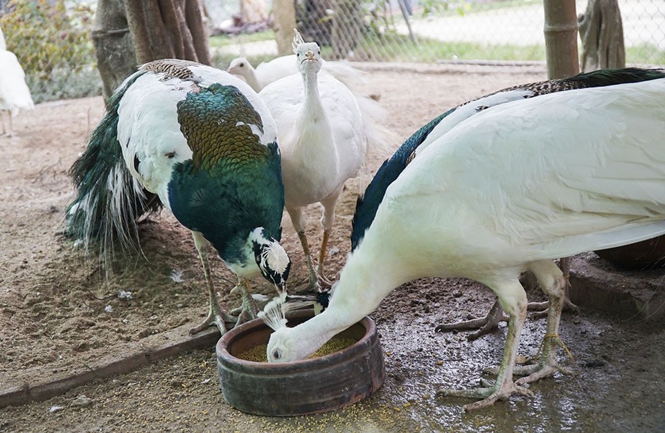 Nhà giàu tìm mua chim công giá hàng chục triệu đồng chơi Tết - Ảnh 7. Nhà giàu tìm mua chim công giá hàng chục triệu đồng chơi Tết - Ảnh 7.