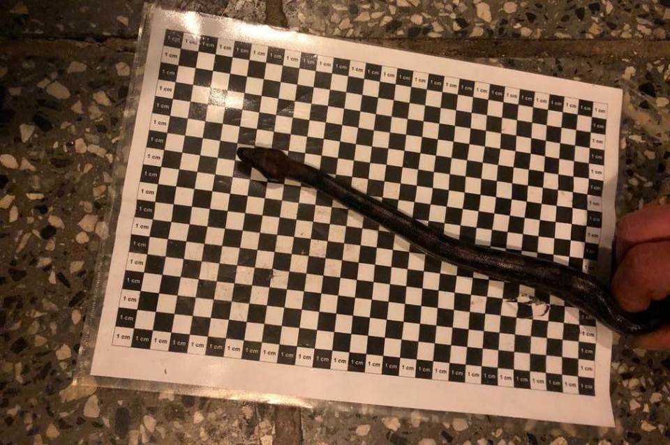 Thấy quần người đàn ông nhô lên, hải quan khám thấy điều bất ngờ - Ảnh 1. Thấy quần người đàn ông nhô lên, hải quan khám thấy điều bất ngờ - Ảnh 1.