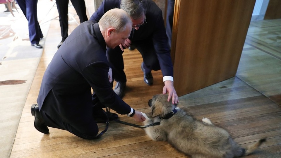 Món quà đặc biệt tổng thống Serbia tặng ông Putin - Ảnh 2. Món quà đặc biệt tổng thống Serbia tặng ông Putin - Ảnh 2.