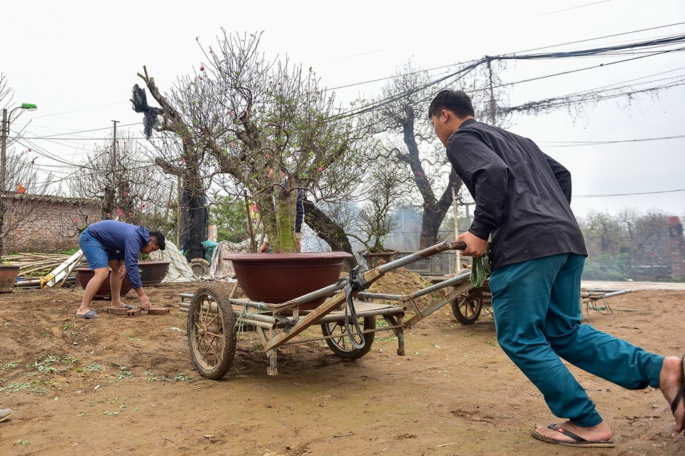 Đào cổ thụ Tết khủng giá trăm triệu bung hàng chờ đại gia - 11 Tuy còn hơn 1 tháng nữa mới Tết âm lịch nhưng nhà vườn đã đánh chuyển nhiều chậu cây từ trong vườn ra phía ngoài bãi đào để khách chơi đào sớm đến chọn lựa.