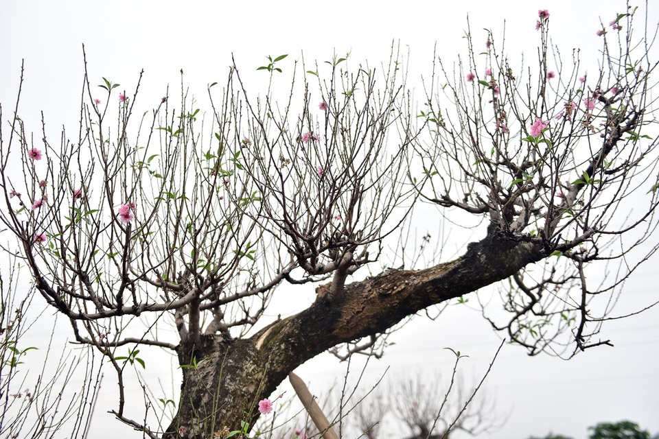 Đào cổ thụ Tết khủng giá trăm triệu bung hàng chờ đại gia - 4 Thời tiết năm nay thuận lợi ủng hộ người dân trồng đào, nên năm nay có nhiều cây đẹp hơn so với năm ngoái anh Hải chia sẻ.