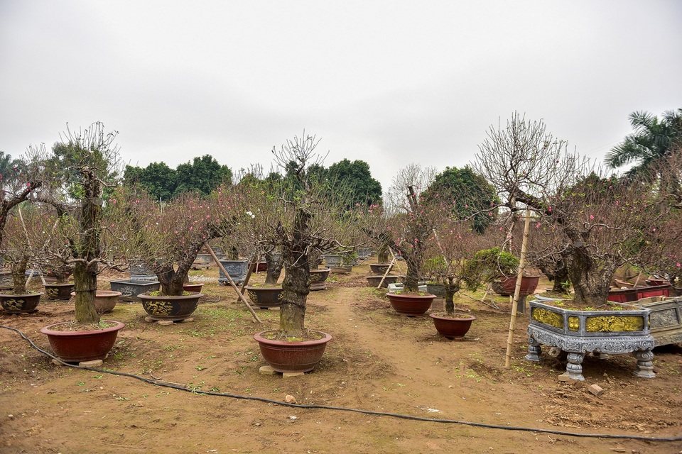 Đào cổ thụ Tết khủng giá trăm triệu bung hàng chờ đại gia - 13 Đào cổ thụ Tết khủng giá trăm triệu bung hàng chờ đại gia - 13