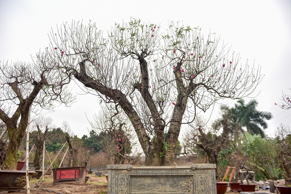 Đào cổ thụ Tết khủng giá trăm triệu bung hàng chờ đại gia - 8
Ngoài ra, những gốc đào này cũng được chủ vườn ra giá cho thuê trên dưới một trăm triệu đồng.