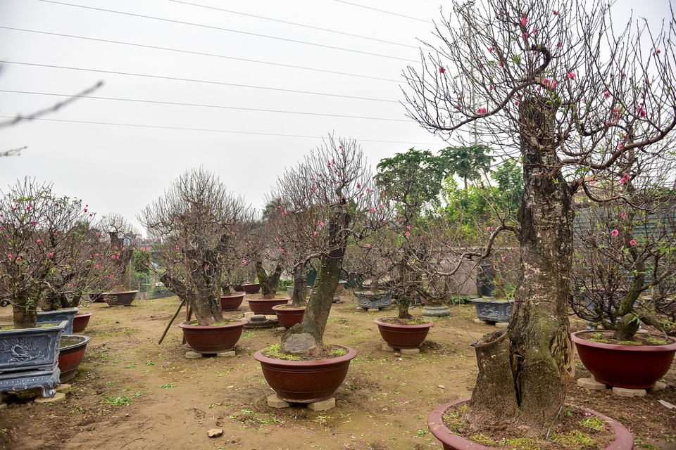 Đào cổ thụ Tết khủng giá trăm triệu bung hàng chờ đại gia - 7
Giá trị của cây ở vườn anh Hải dao động từ 5 triệu tới 120 triệu đồng. Có những cây siêu độc có giá có giá cao hơn so với mặt bằng chung.