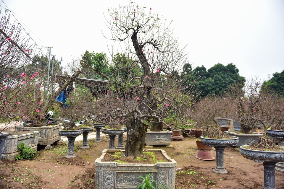 Đào cổ thụ Tết khủng giá trăm triệu bung hàng chờ đại gia - 6
Để đánh giá một cây đào cổ thụ đẹp, phải dựa vào nhiều yếu tố như độ tuổi của cây, cây càng có tuổi thọ cao càng giá trị. Ngoài ra còn phải nói đến thế cây, hoa, nụ nhiều và quan trọng là hoa phải nở đúng dịp Tết âm lịch.