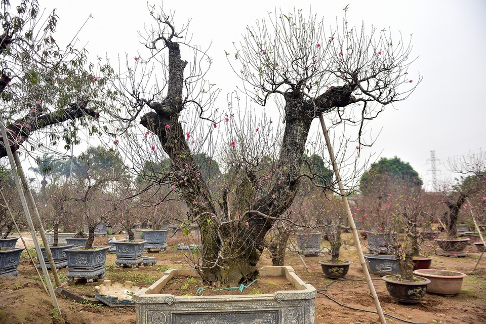 Đào cổ thụ Tết khủng giá trăm triệu bung hàng chờ đại gia - 2
Nắm bắt được xu thế người dân thích chơi cây đào cổ thụ, anh Hải, một chủ vườn ở Nhật Tân, đã không ngại đường xá xa xôi lặn lội khắp các tỉnh phía bắc săn những gốc đào cổ với nhiều thế độc lạ để phục vụ ra thị trường vào dịp Tết Nguyên đán sắp tới.