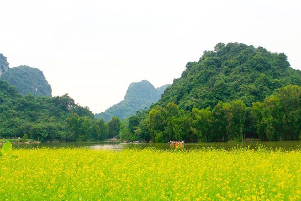 Du khách ùn ùn kéo đến “check in” vườn hoa cải rực vàng ở Ninh Bình - 1 Một vườn hoa cải vàng rộng nghìn mét vuông được trồng ngay bên sông - đường vào vườn chim Thung Nham nổi tiếng ở Ninh Bình đã thu hút du khách đến chiêm ngưỡng những ngày qua.