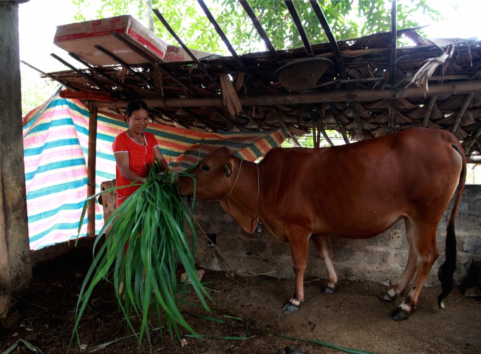 Phía sau chuyện thoát nghèo nhờ được tặng bò giống - 1 
Bò giống của chị Lương Thị Thái được Viettel tặng đã có chửa 6 tháng và tháng 3/2019 sẽ cho thêm một con bê.