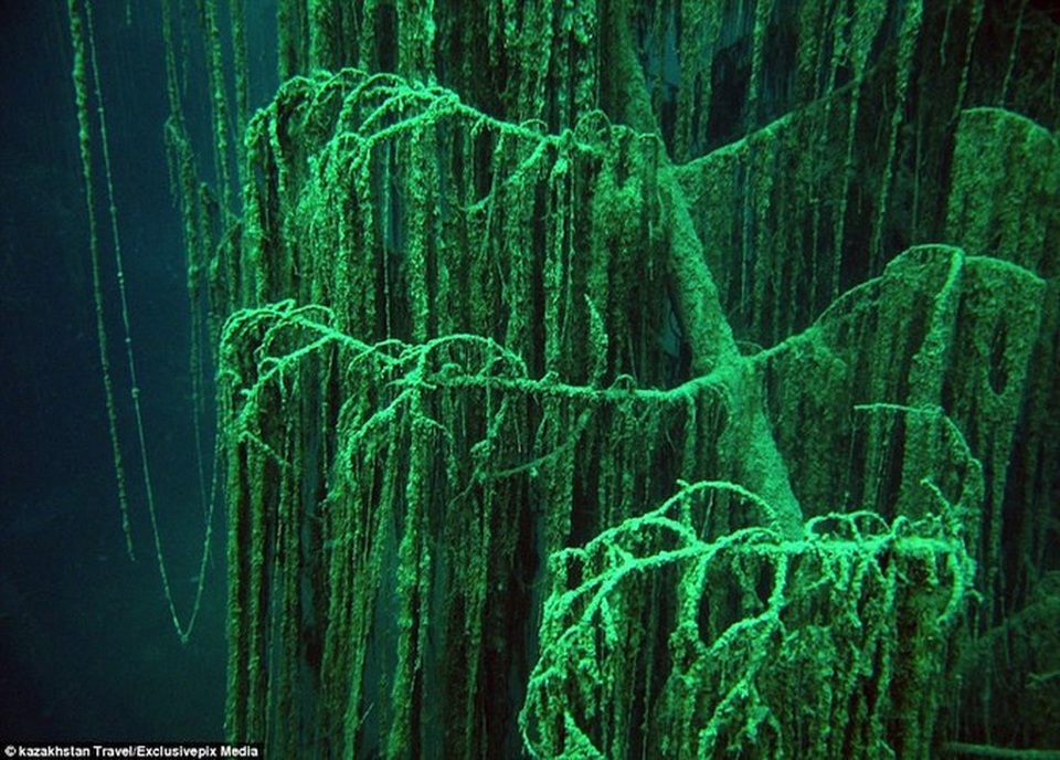 Hệ thực vật phong phú bám xung quanh những tán cây vân sam ở dưới nước