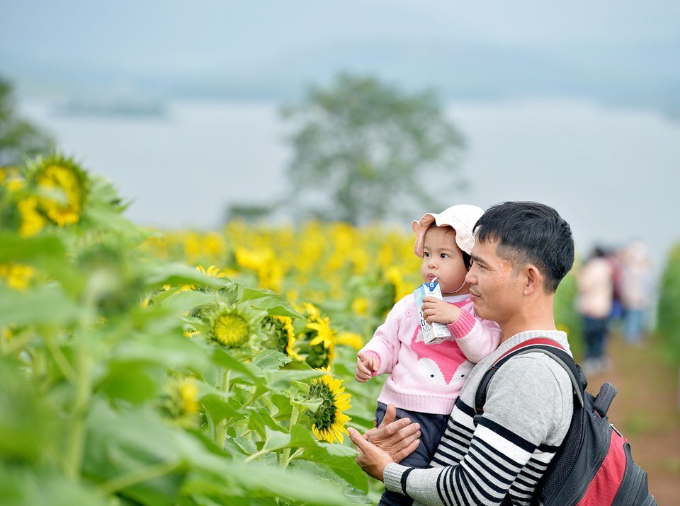 Mãn nhãn ngắm cánh đồng triệu bông hoa hướng dương bung nở ở Nghệ An - 4 Mãn nhãn ngắm cánh đồng triệu bông hoa hướng dương bung nở ở Nghệ An - 4