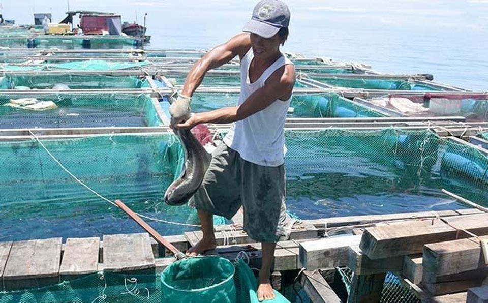 Nông dân Lý Sơn lãi lớn từ mô hình nuôi cá bớp thương phẩm - 1 Nhiều hộ dân ở Lý Sơn phấn khởi vì có nguồn thu nhập cao từ mô hình nuôi cá bớp.