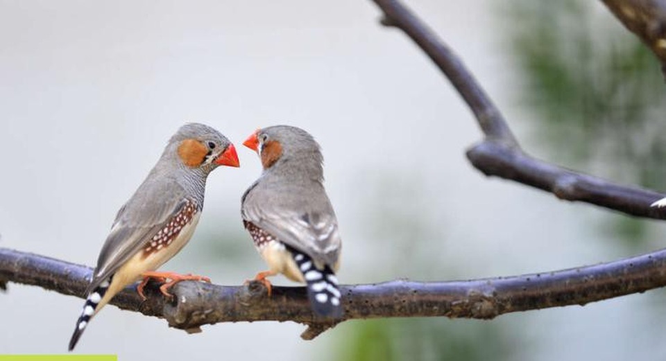 Chim non có thể nhận ra giọng của bố mẹ từ trong trứng - Ảnh 1. Chim non có thể nhận ra giọng của bố mẹ từ trong trứng - Ảnh 1.