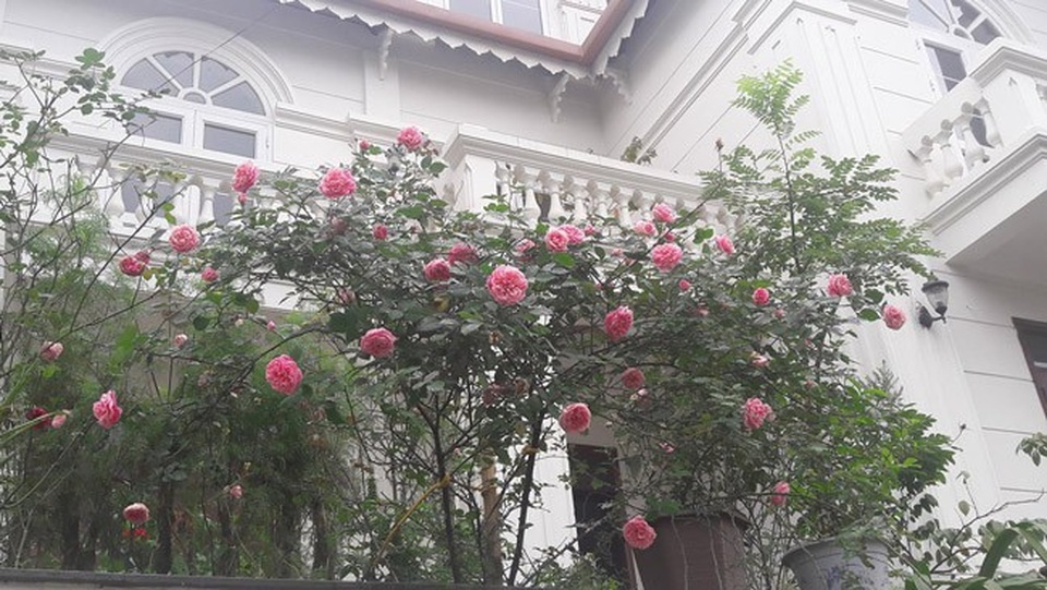 Những gốc hoa hồng cổ siêu đắt đỏ của đại gia Việt - Ảnh 12. Những gốc hoa hồng cổ siêu đắt đỏ của đại gia Việt - Ảnh 12.