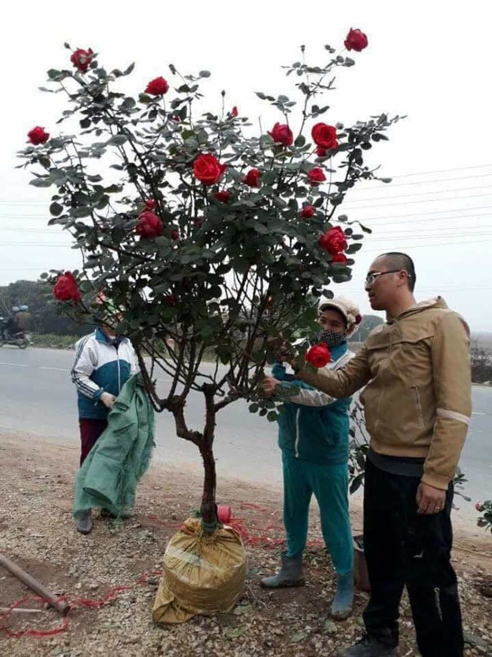 Những gốc hoa hồng cổ siêu đắt đỏ của đại gia Việt - Ảnh 13. Những gốc hoa hồng cổ siêu đắt đỏ của đại gia Việt - Ảnh 13.