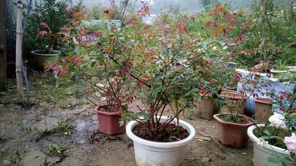 Những gốc hoa hồng cổ siêu đắt đỏ của đại gia Việt - Ảnh 15. Những gốc hoa hồng cổ siêu đắt đỏ của đại gia Việt - Ảnh 15.