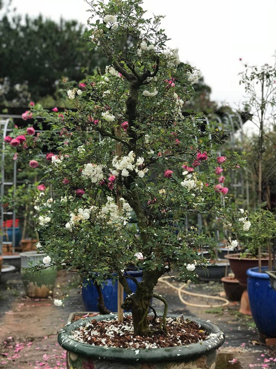 Những gốc hoa hồng cổ siêu đắt đỏ của đại gia Việt - Ảnh 17. Những gốc hoa hồng cổ siêu đắt đỏ của đại gia Việt - Ảnh 17.