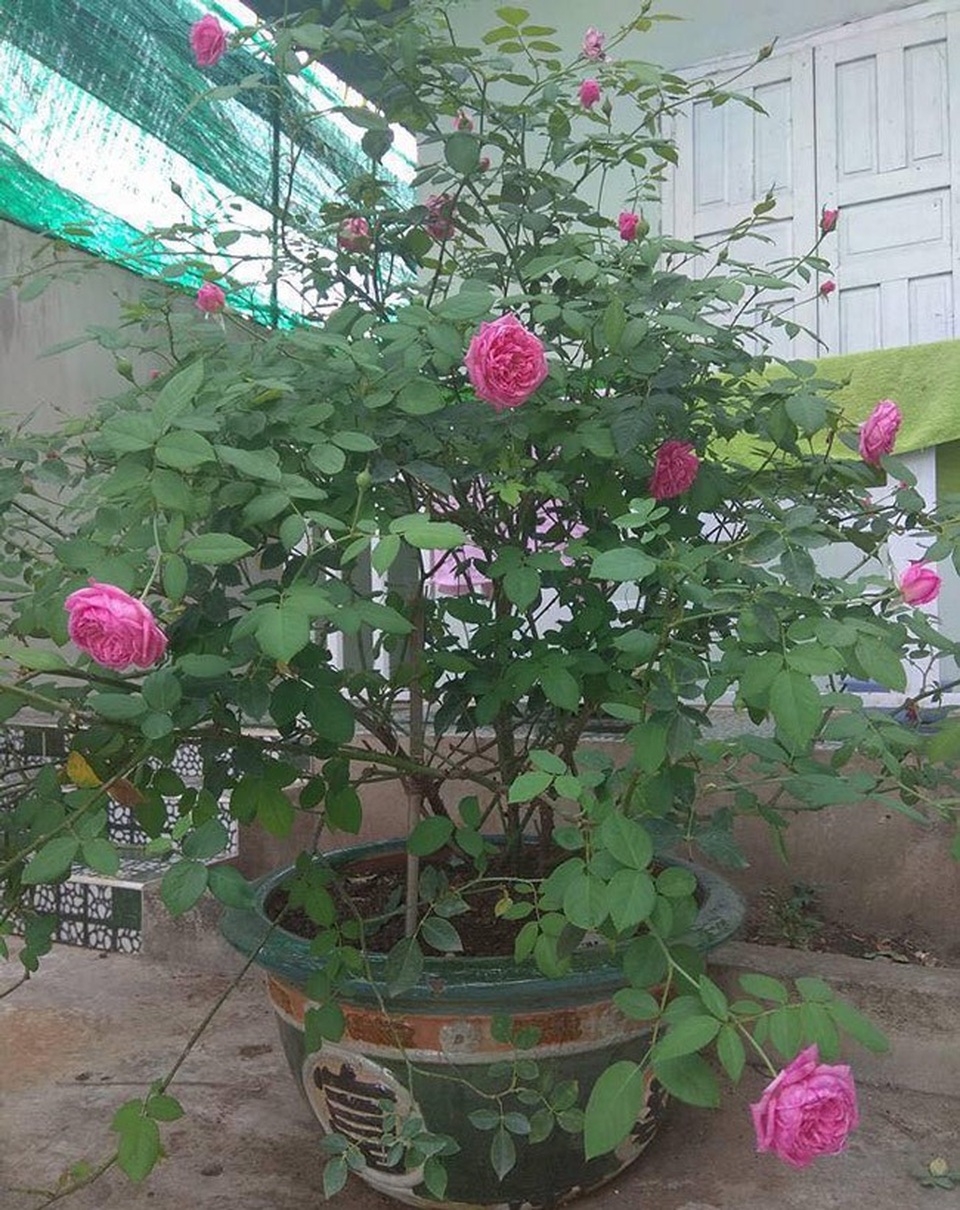 Những gốc hoa hồng cổ siêu đắt đỏ của đại gia Việt - Ảnh 3. Những gốc hoa hồng cổ siêu đắt đỏ của đại gia Việt - Ảnh 3.