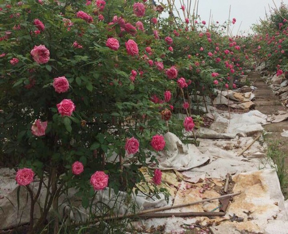 Những gốc hoa hồng cổ siêu đắt đỏ của đại gia Việt - Ảnh 4. Những gốc hoa hồng cổ siêu đắt đỏ của đại gia Việt - Ảnh 4.