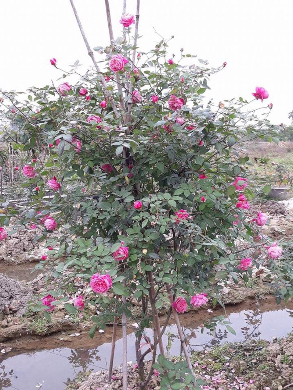 Những gốc hoa hồng cổ siêu đắt đỏ của đại gia Việt - Ảnh 5. Những gốc hoa hồng cổ siêu đắt đỏ của đại gia Việt - Ảnh 5.