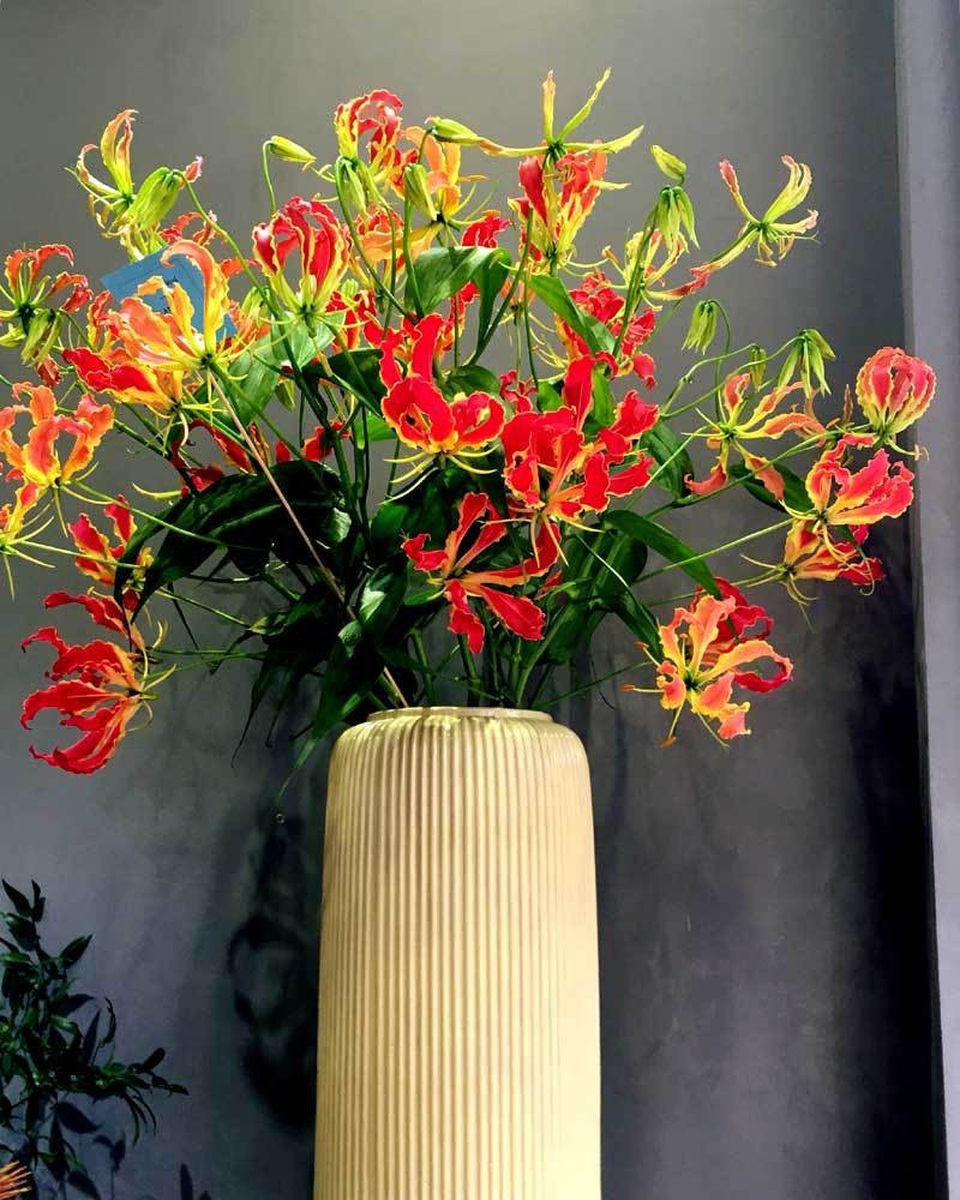 Loài hoa đỏ rực lửa từ Nhật đốt túi tiền khách dịp Tết - Ảnh 4. Loài hoa đỏ rực lửa từ Nhật đốt túi tiền khách dịp Tết - Ảnh 4.