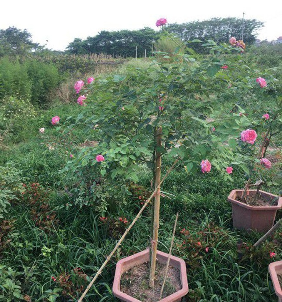 Những gốc hoa hồng cổ siêu đắt đỏ của đại gia Việt - Ảnh 6. Những gốc hoa hồng cổ siêu đắt đỏ của đại gia Việt - Ảnh 6.